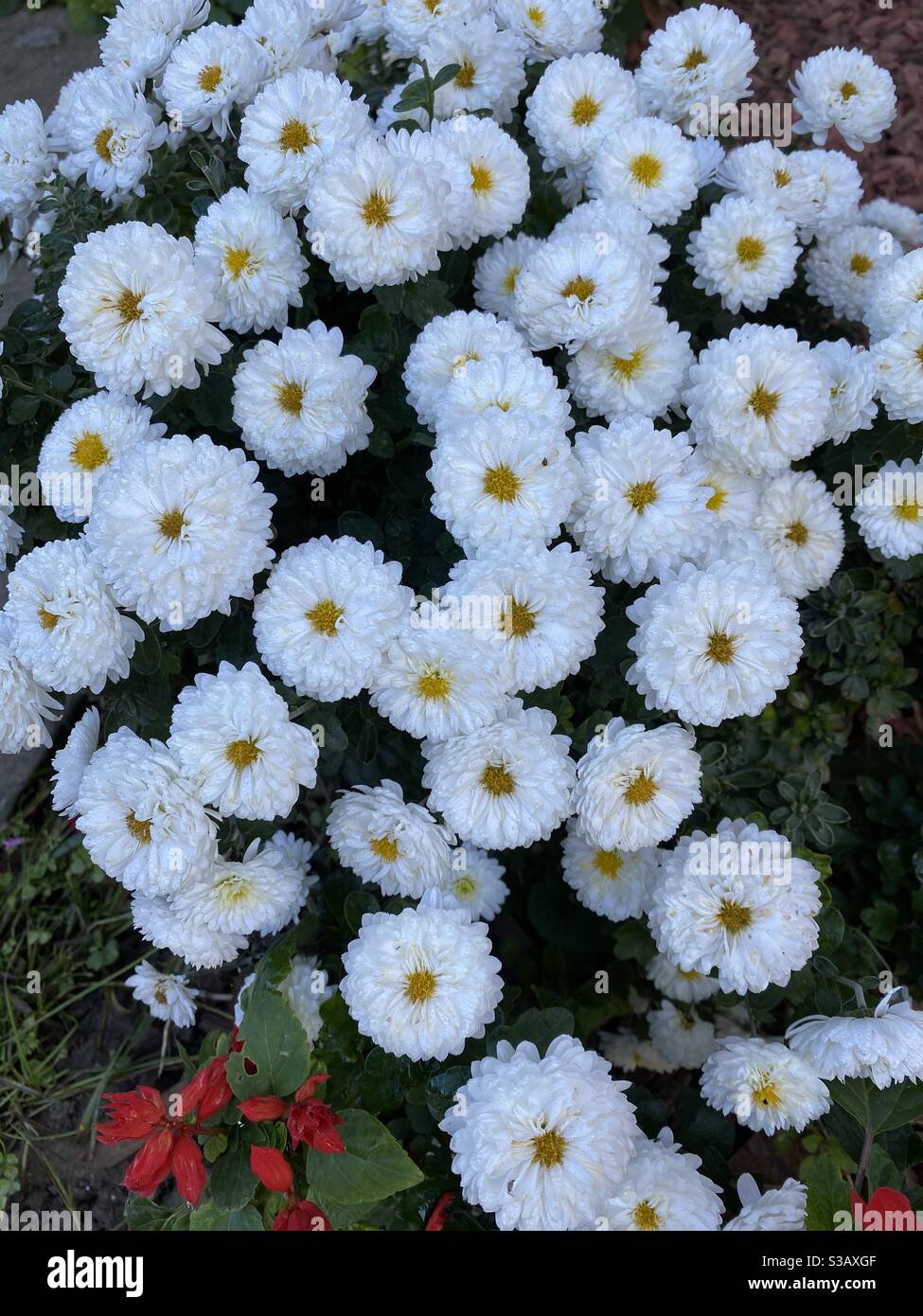 Bianco Fiori da Giardino Foto Stock