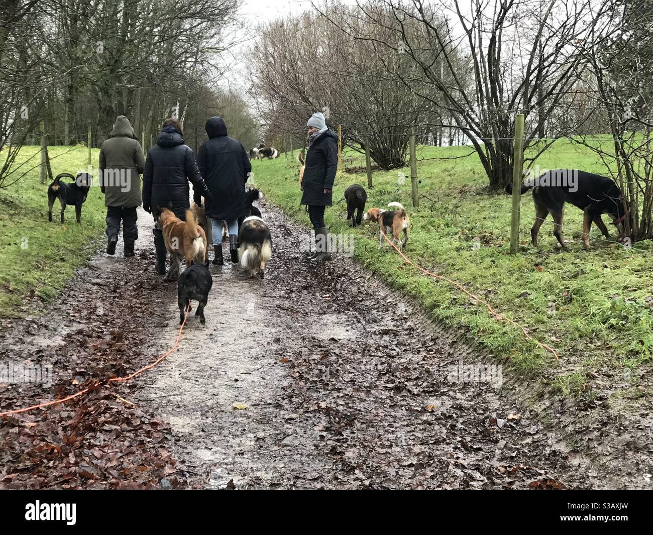 Dogwalkers con pacchetto di cani Foto Stock