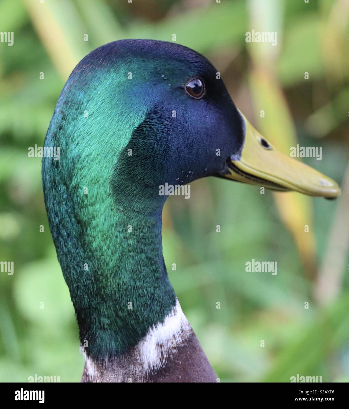 Un'anatra di mallard di drake maschio Foto Stock