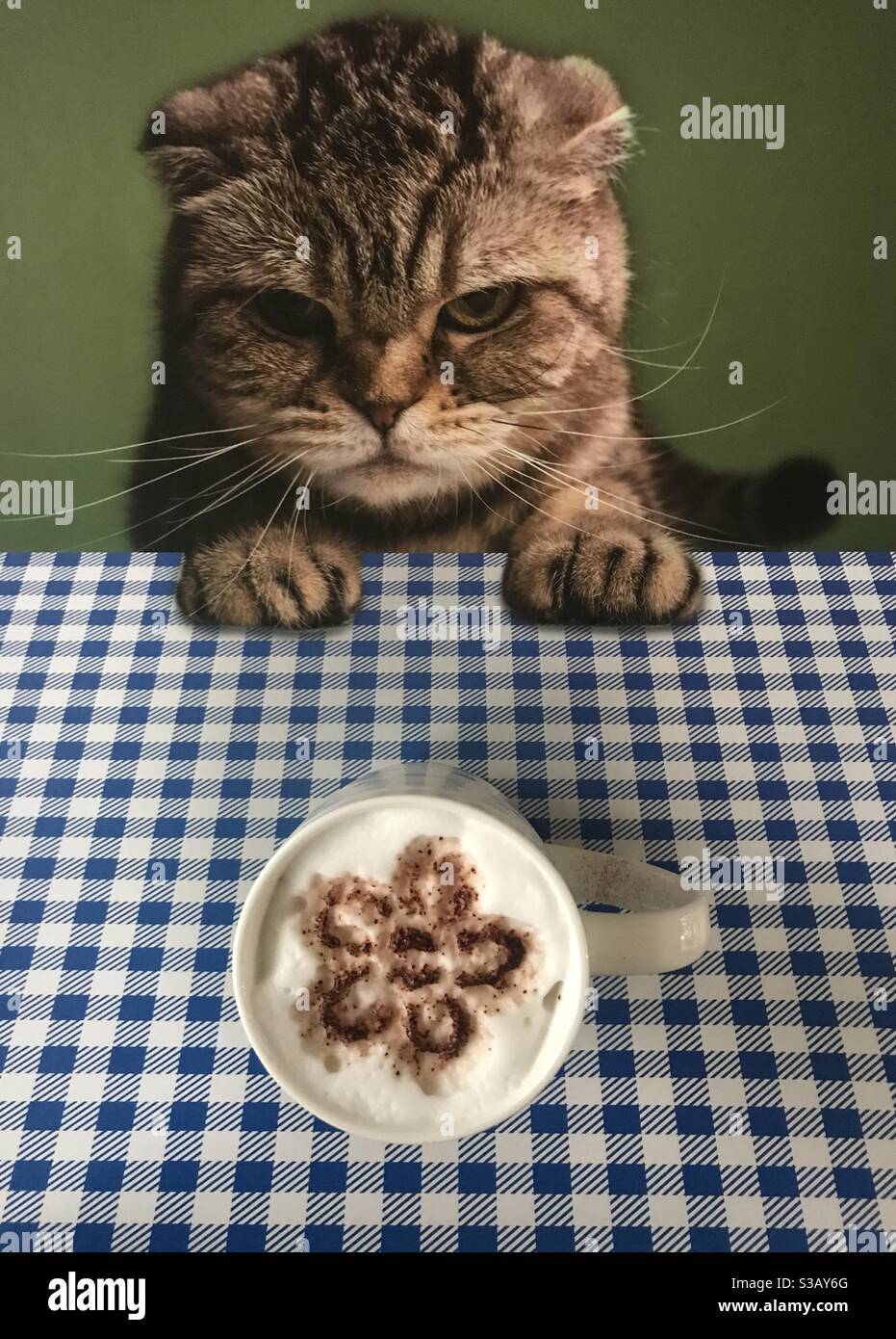 Cat che guarda su una tazza di cappuccino con un disegno del fiore Foto Stock