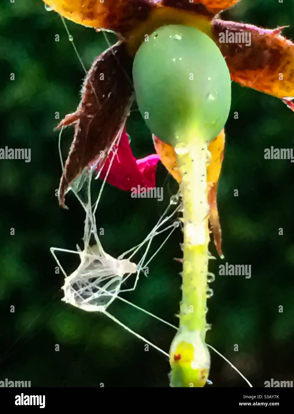 spider web su rosa gemma su sfondo verde scuro chiuso su - Immagine stock catturata con smartphone