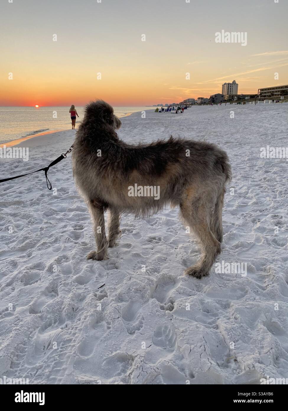 Lupo irlandese che guarda al tramonto con la persona Camminando verso il tramonto sul Golfo del Messico acqua Foto Stock