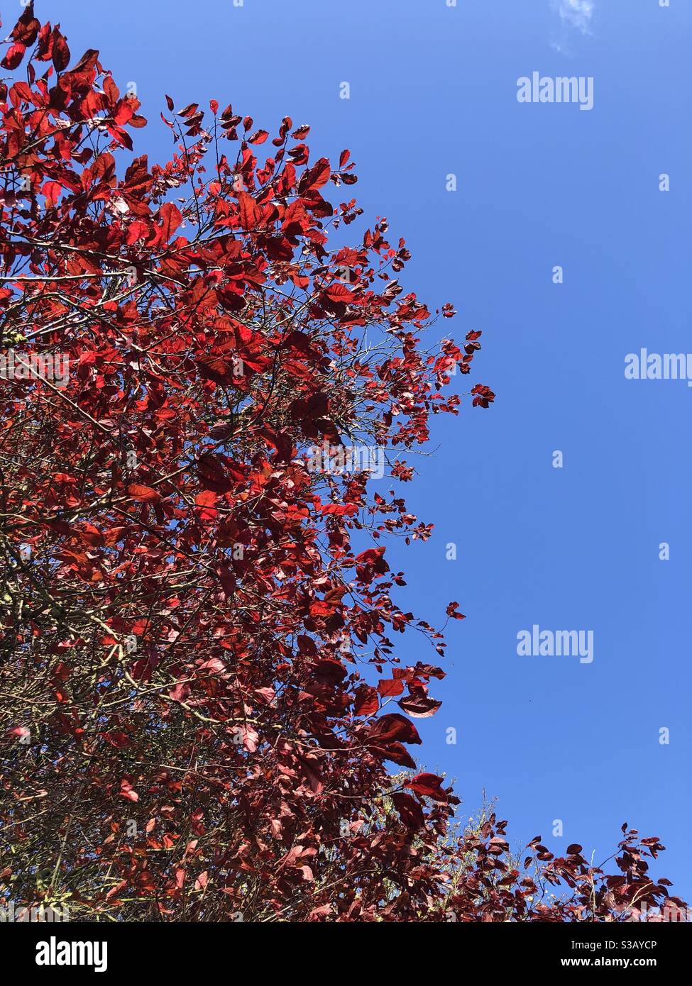 Foglie rosse su un albero in autunno con cielo azzurro e chiaro - Immagine stock catturata con smartphone