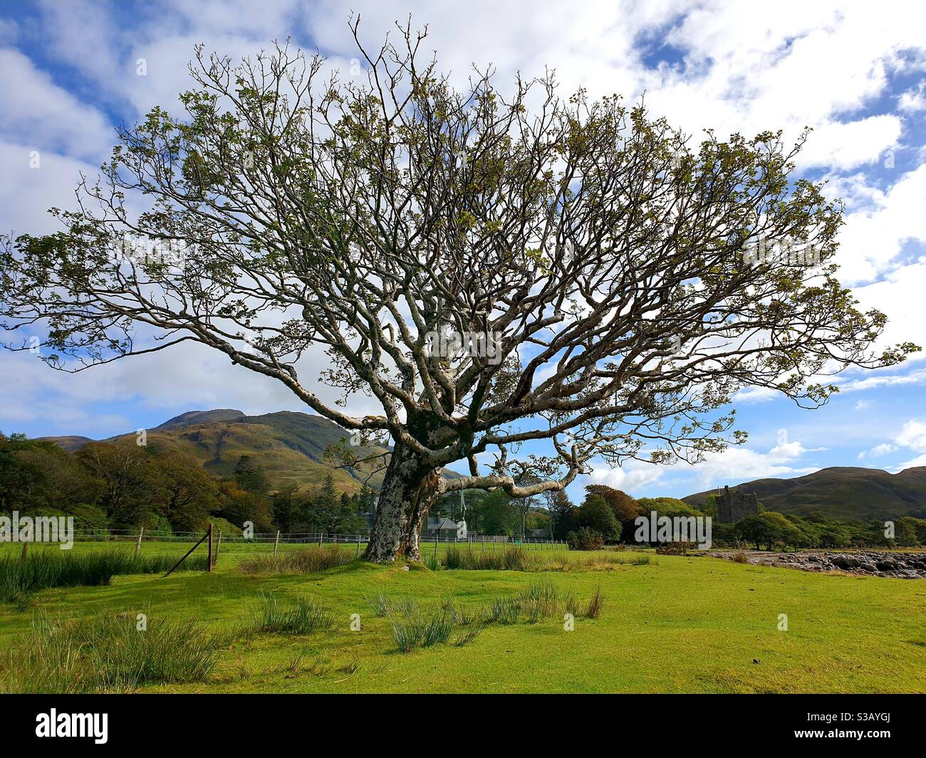 Albero bello - Immagine stock catturata con smartphone