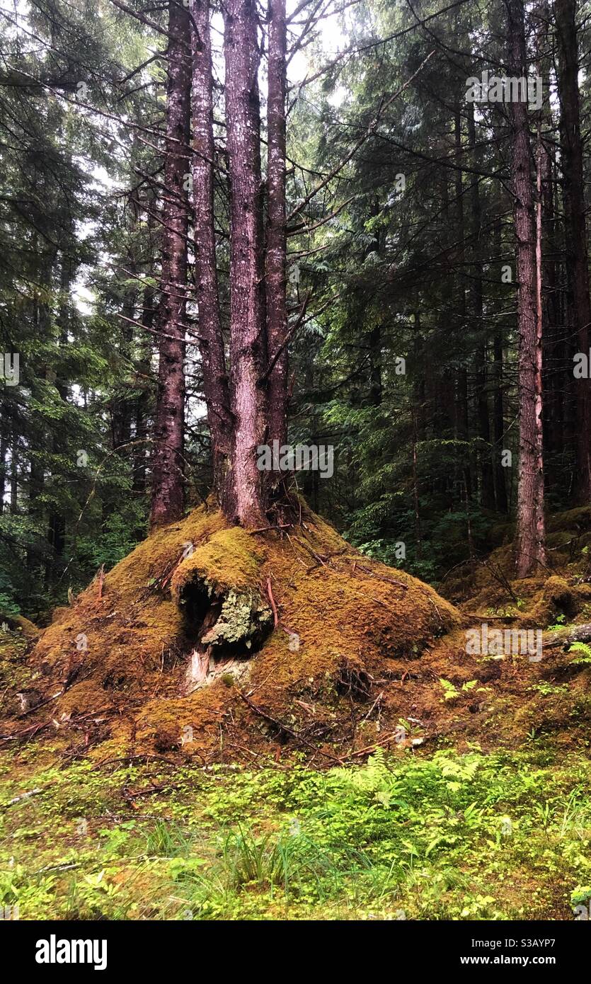 Crescita di alberi nella baia di Thorne Foto Stock