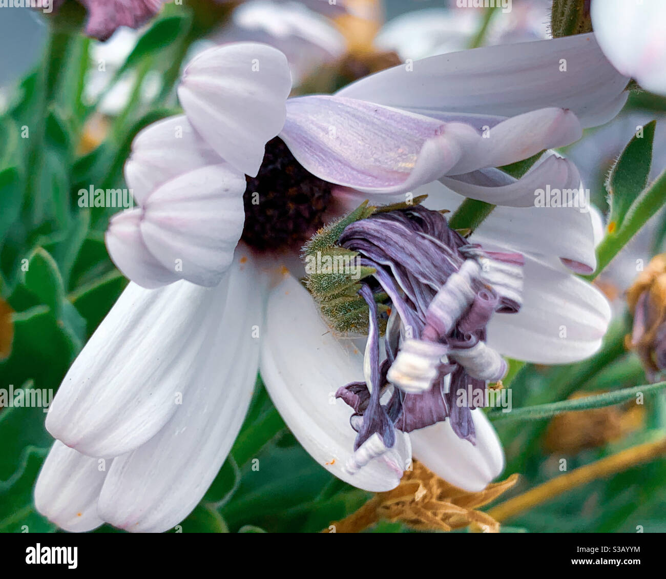 Fiori africani daisies bianchi e viola, un'apertura e una chiusura e shriveling Foto Stock