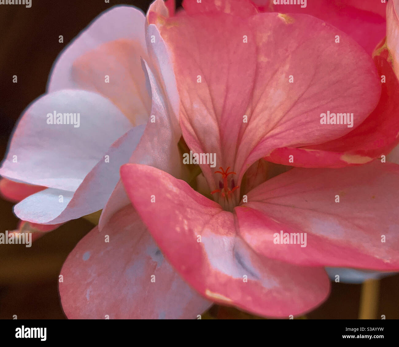 Modifica artistica della macro del fiore di Geranio Foto Stock