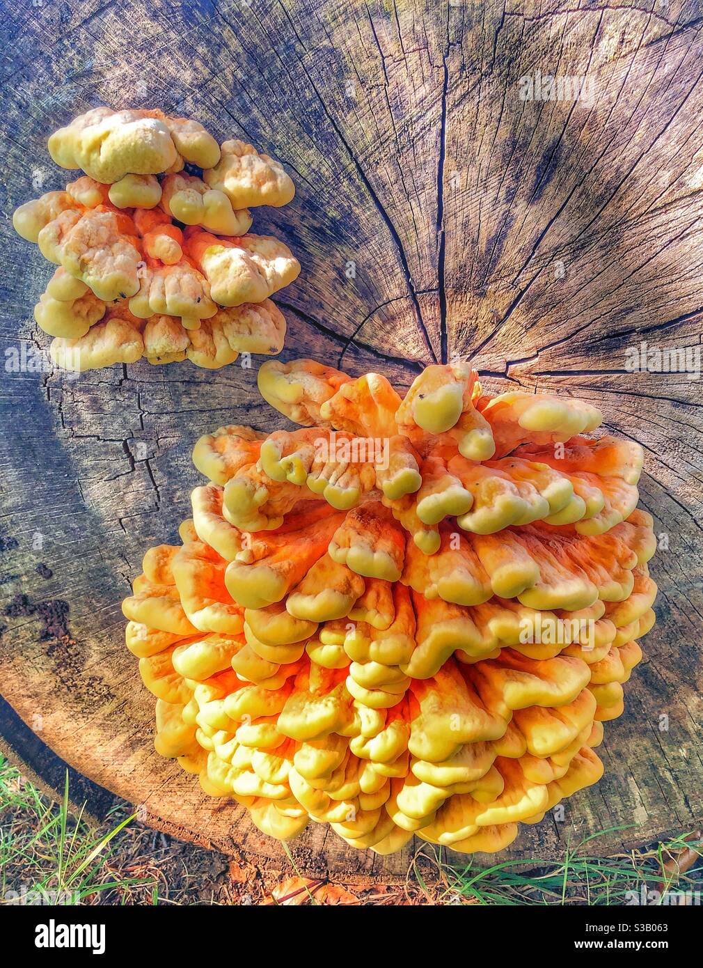 Pollo dei funghi Woods. Specie di funghi di staffa. Trovati in Woodland, Yorkshire, Inghilterra, Regno Unito. Foto Stock