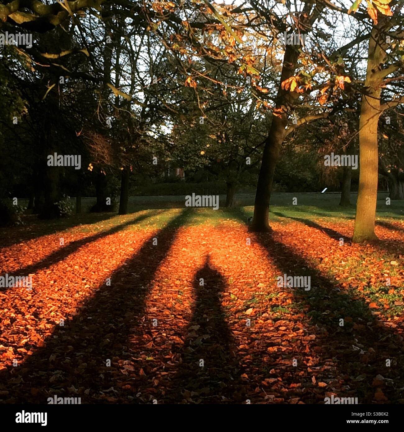 Lunghe ombre sulle foglie dorate dell'autunno. Foto Stock