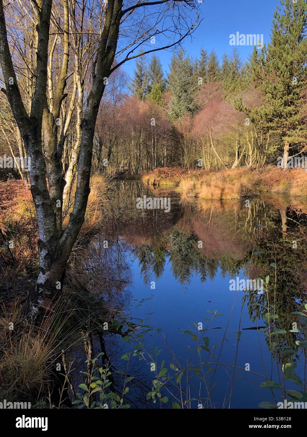 Riflessi autunnali in una piscina forestale Foto Stock
