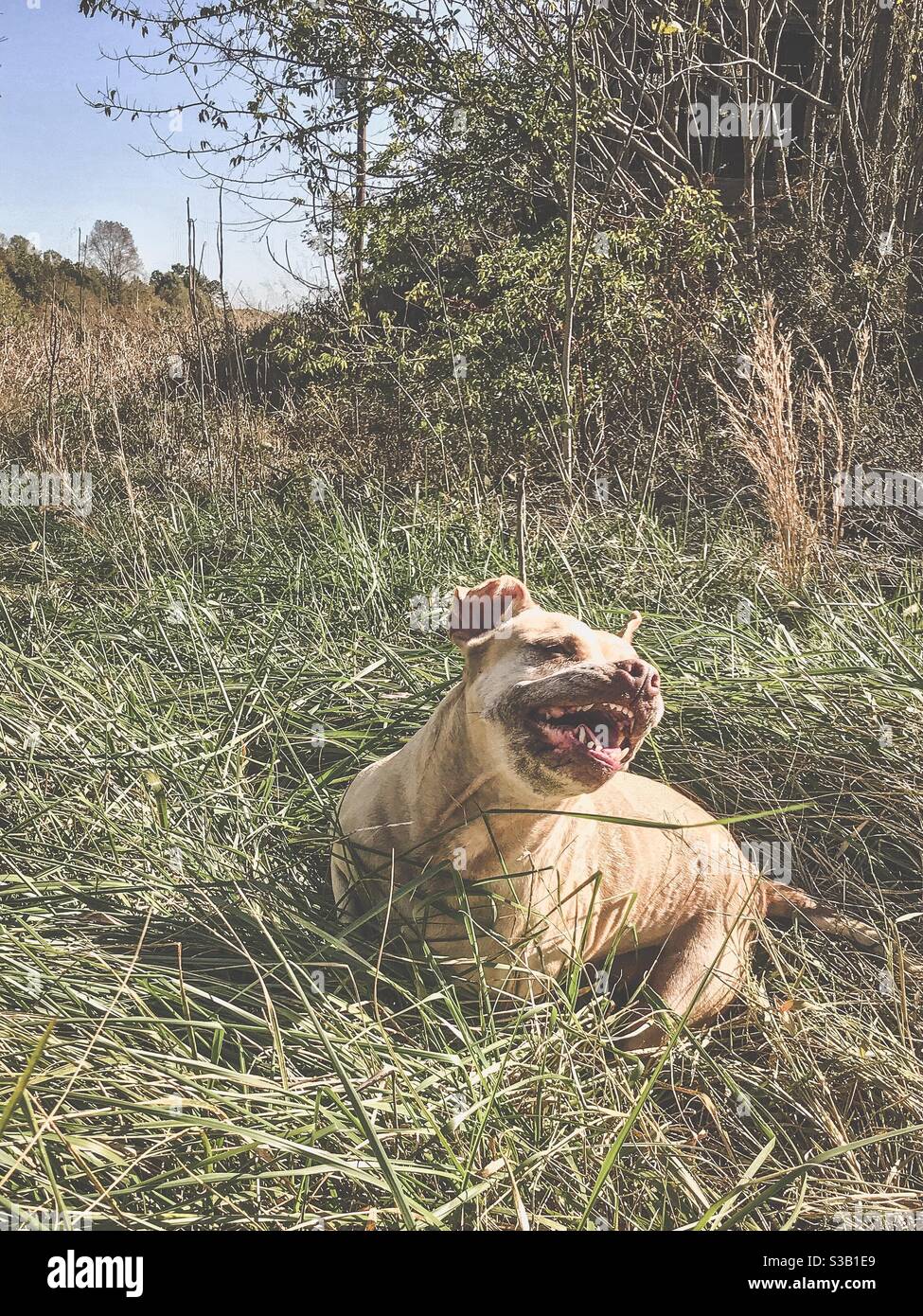 Cane grinning in campo autunnale dopo un romp Foto Stock
