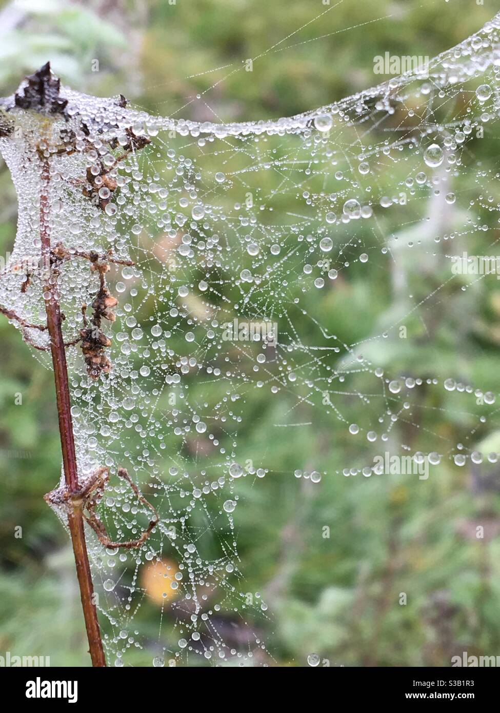 Autunno tempo - Dew sulle ciottwebs Foto Stock