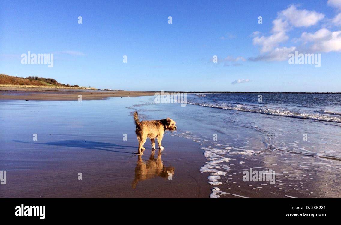 Cane di confine Terrier sulla spiaggia con cielo blu e specchio riflessione in sabbia bagnata - Immagine stock catturata con smartphone