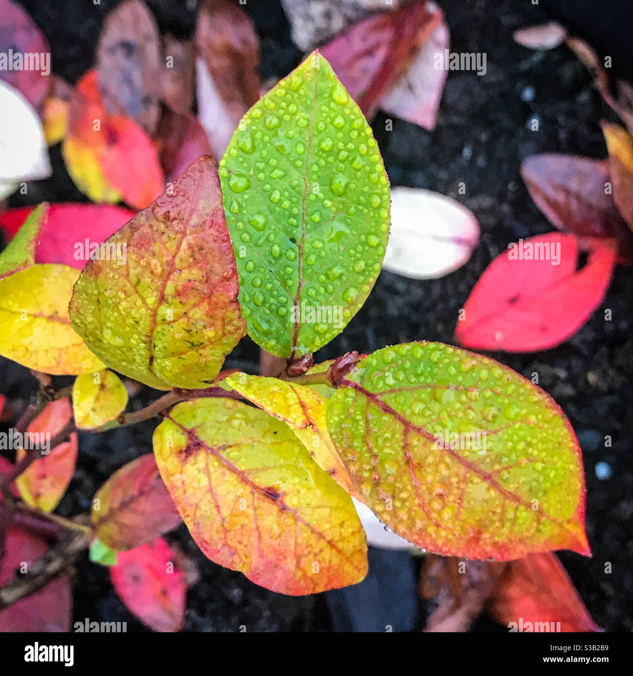 Cespuglio di mirtillo in autunno - gocce d'acqua sulle foglie autunnali - Immagine stock catturata con smartphone