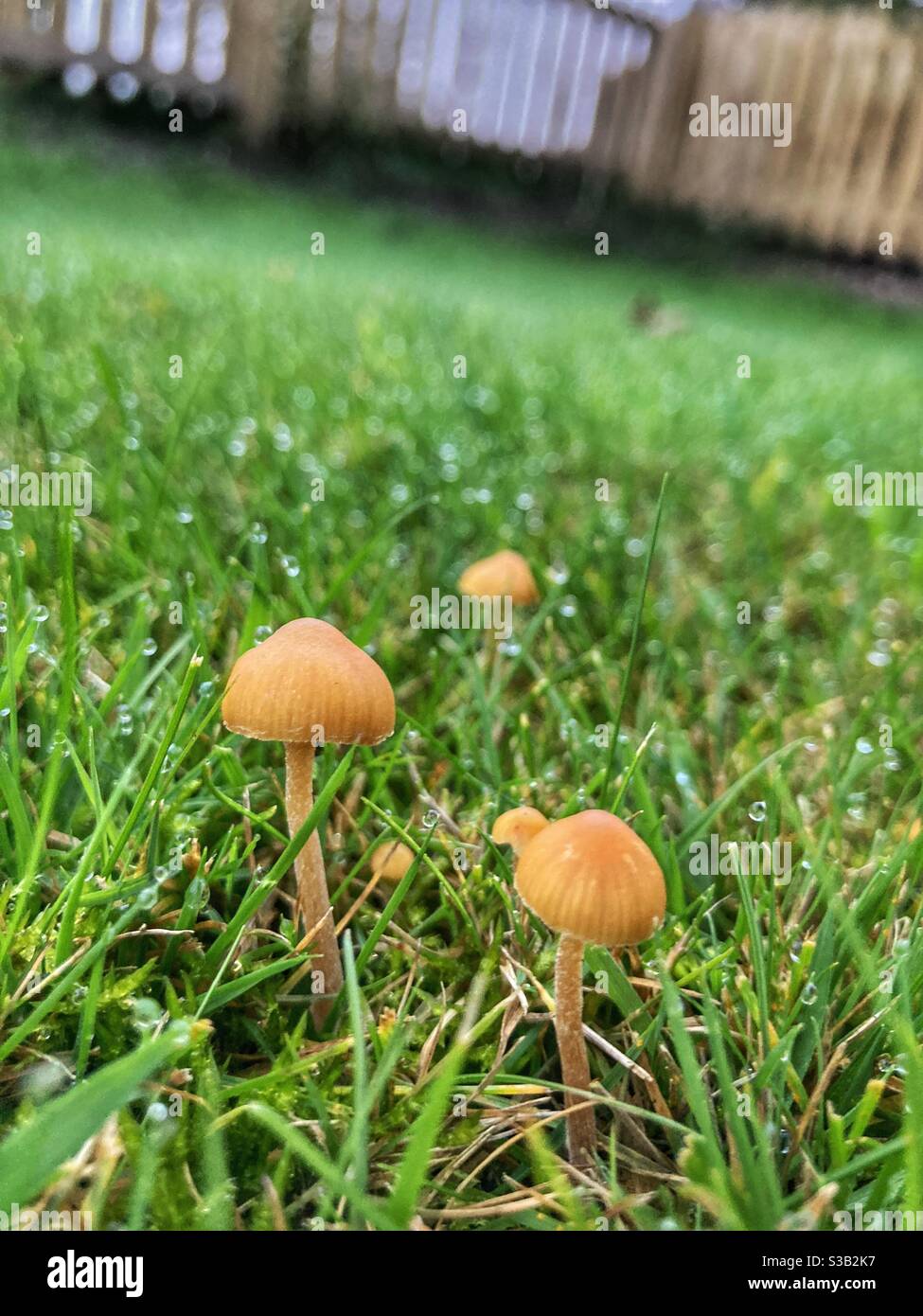 Funghi su erba bagnata in un giardino Foto Stock