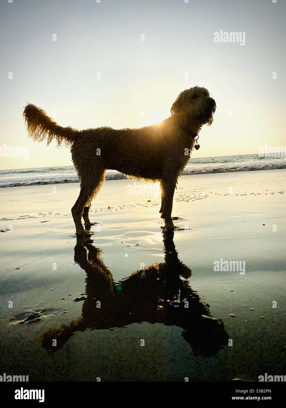 Una silhouette di un labradoodle sulla spiaggia al tramonto. Foto Stock