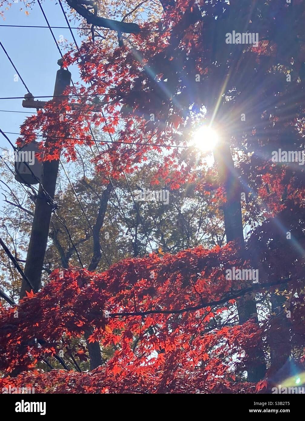 La luce del sole attraverso gli alberi Foto Stock