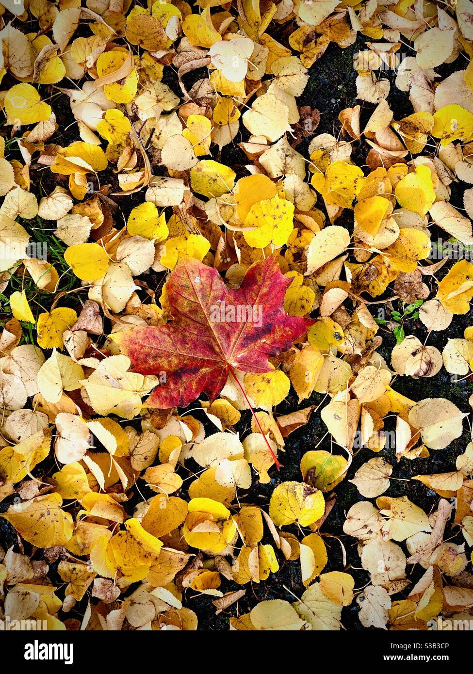 Foglie di autunno sul terreno. Foto Stock