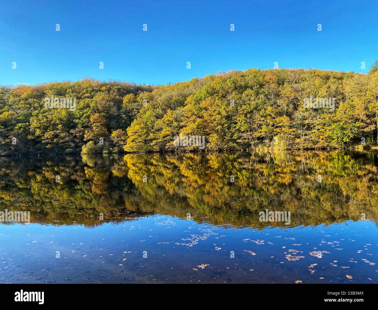 Alberi e acqua Foto Stock
