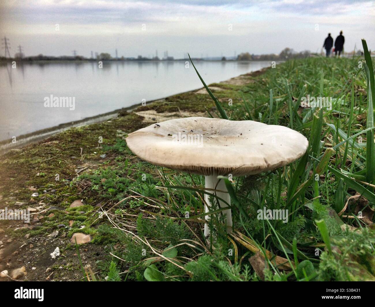 Un fungo selvaggio cresce sul bordo del lago artificiale di Lockwood a Walthamstow, Londra. Foto Stock