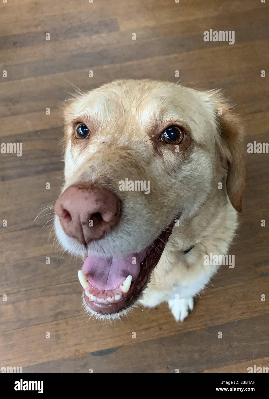 Un grande sorriso felice volto di una croce Labrador dorata, cane con macchie di pioggia sul viso - Immagine stock catturata con smartphone