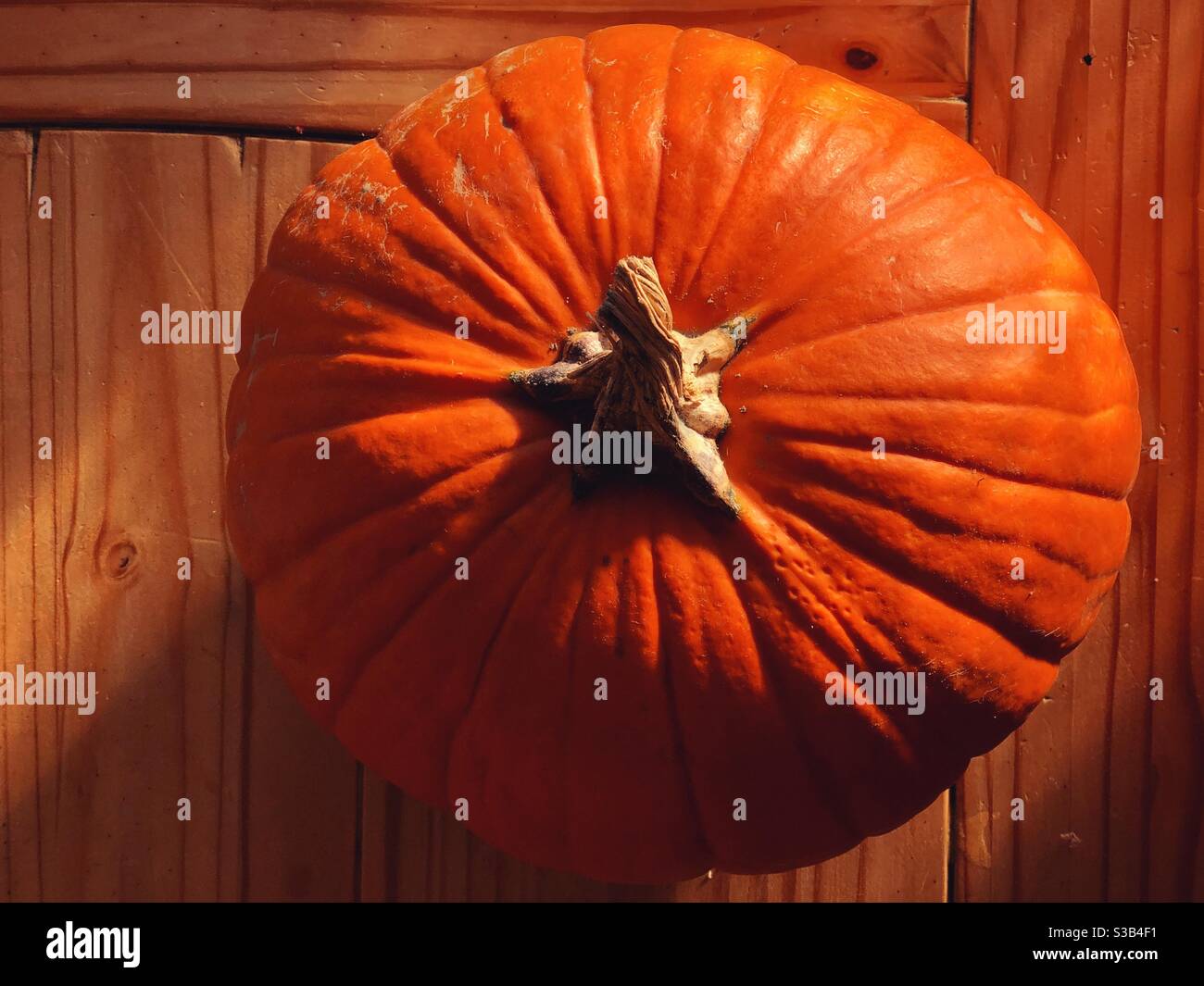 Zucca su tavola di legno alla luce del sole Foto Stock