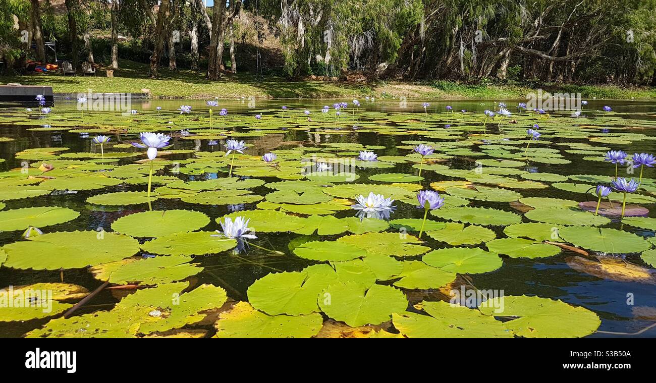 Decine di gigli d'acqua viola che crescono selvaggi nel fiume Ross, Townsville, Queensland, QLD, Australia Foto Stock