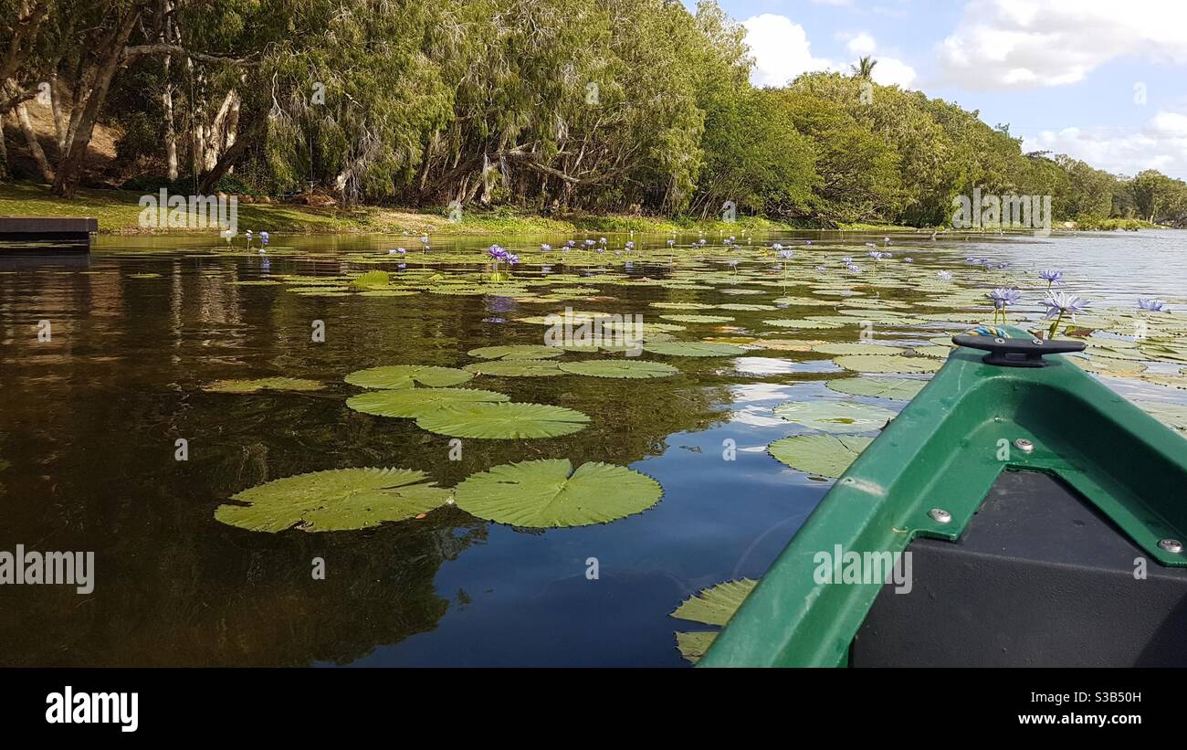 Canoa sul fiume Ross circondato da gigli d'acqua a Townsville, Queensland del Nord, QLD, Australia Foto Stock