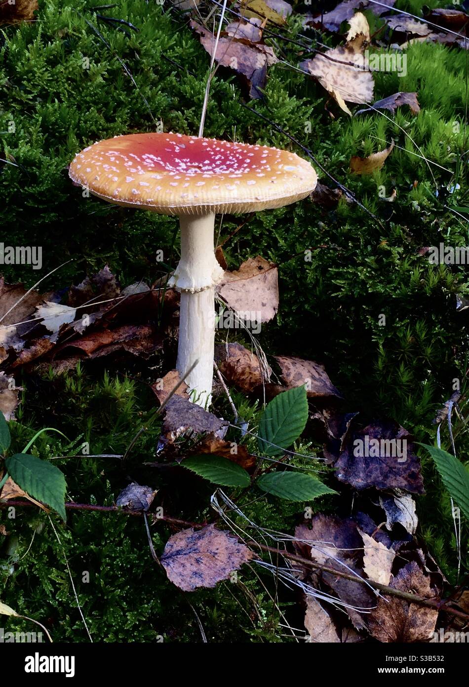 Sgabello agarico Single Fly che cresce in bosco. Foto Stock