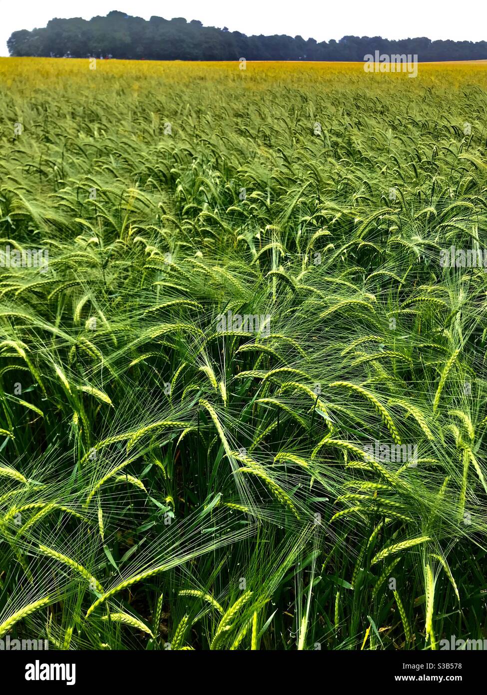 Field of Barley quasi pronto per il raccolto, North Yorkshire UK Foto Stock