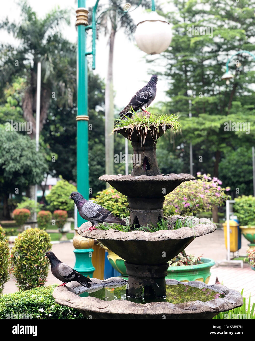 Triangolo d'amore tra le colombe del parco. Foto Stock