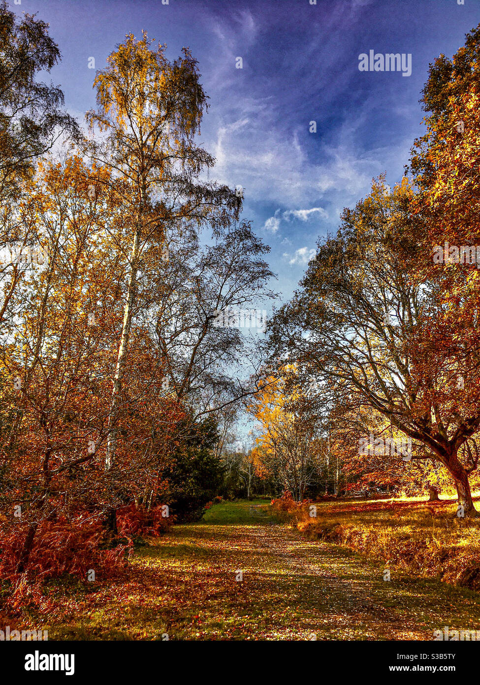 Percorso del Bosco in autunno Foto Stock