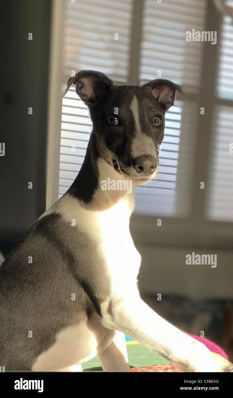 Cani Foto Stock