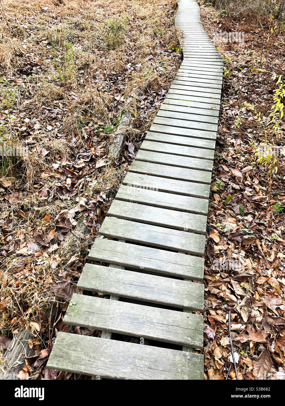 Passerella in legno attraverso una riserva naturale - Immagine stock catturata con smartphone
