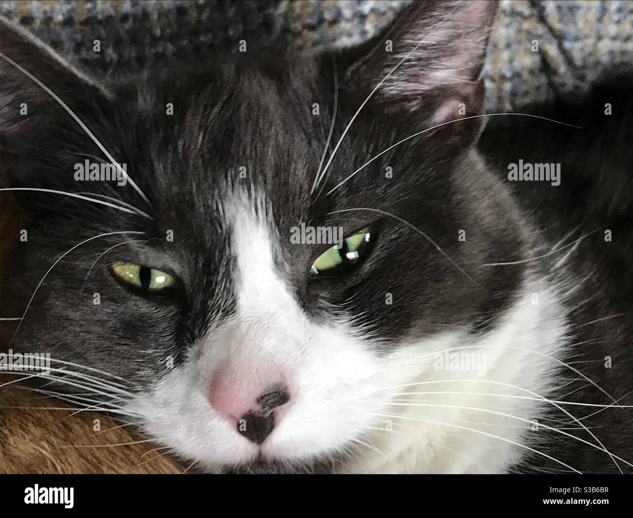 Gatti demoniaci occhi da vicino, gatto bianco e nero Foto Stock