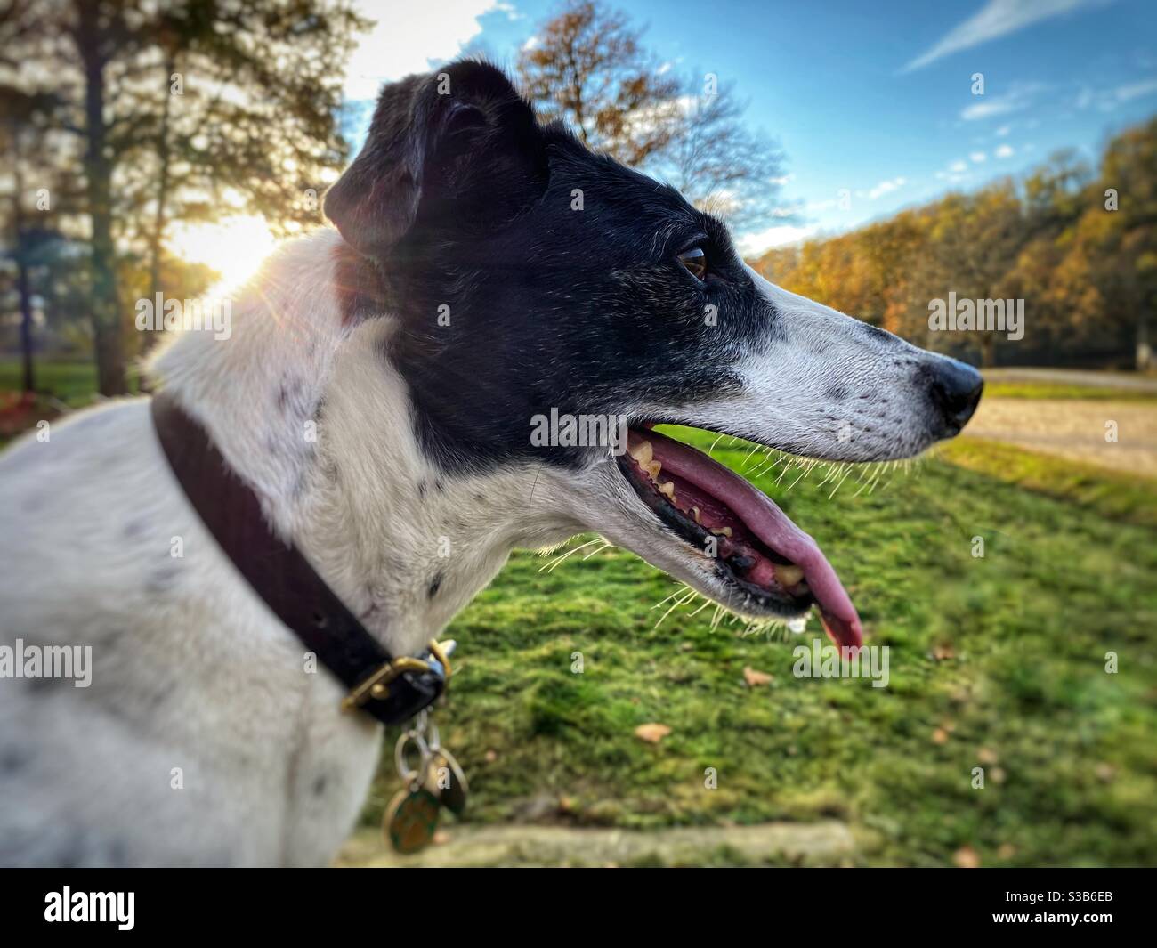 Profilo della testa del cane Lurcher - Immagine stock catturata con smartphone