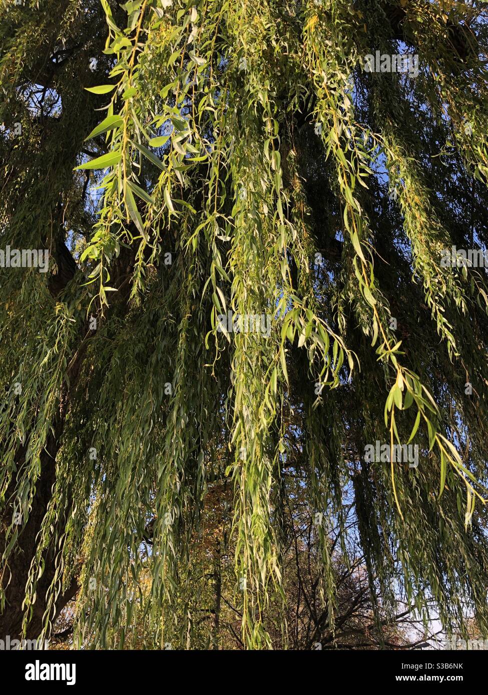 Primo piano di foglie verdi su un salice in Autunno Londra UK - Immagine stock catturata con smartphone