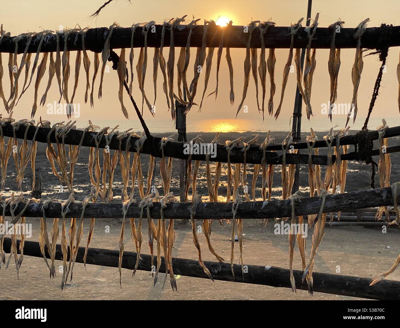L'anatra Bombay vive in aree tropicali, tradizionalmente catturato a Maharashtra Coast.The pesce è a volte essiccato prima del consumo e ha odore estremamente potente. Il pesce fresco è di solito fritto o curry Foto Stock