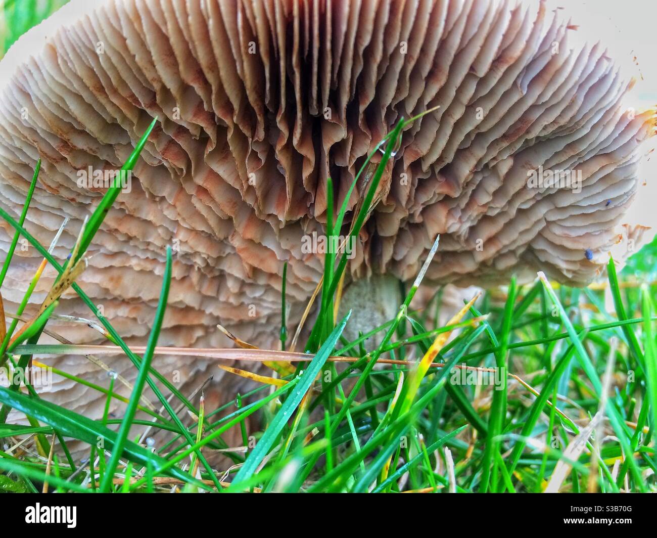 Vermi occhio vista di un toadstool - Immagine stock catturata con smartphone