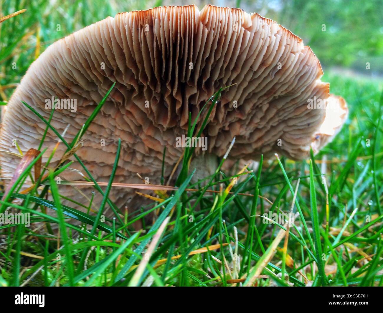 Vermi occhio vista di un toadstool Foto Stock