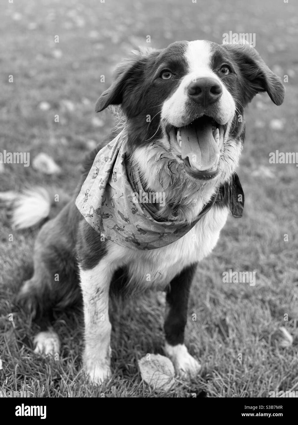 Il cane di collie di bordo sedette piacevolmente sulla sua passeggiata Foto Stock