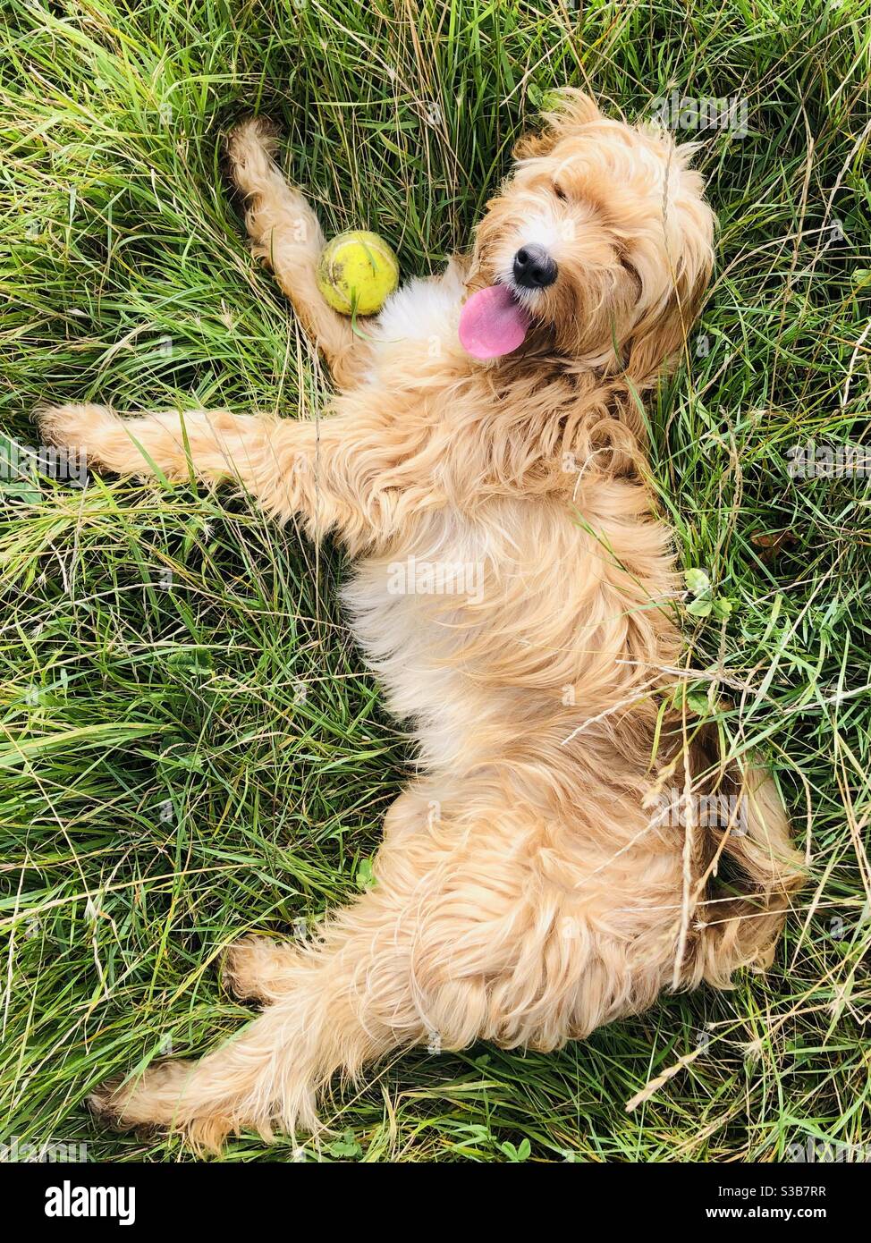 Hugo il cucciolo di Cavapoo che riposa nell'erba con il suo sfera gialla  Foto stock - Alamy