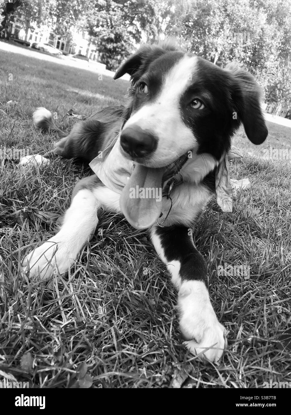 Nero e bianco bordo cane Collie posa in erba sulla sua passeggiata quotidiana Foto Stock