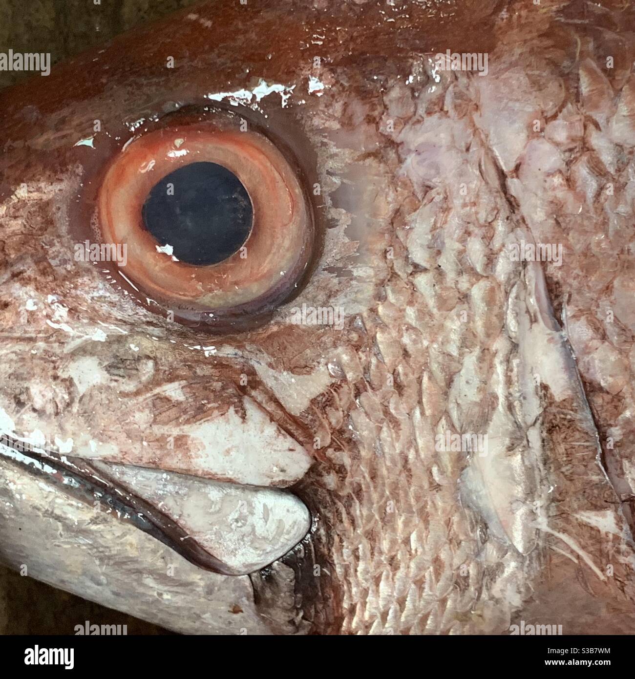 Occhio di pesce Foto Stock
