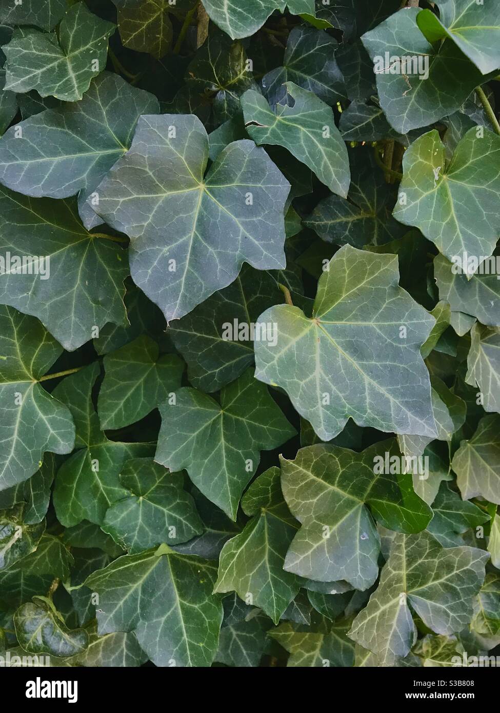 Foglie di Ivy con rugiada, utilizzabili come sfondo o Texture. Anche noto come edera europea, edera inglese o Hedera helix. - Immagine stock catturata con smartphone
