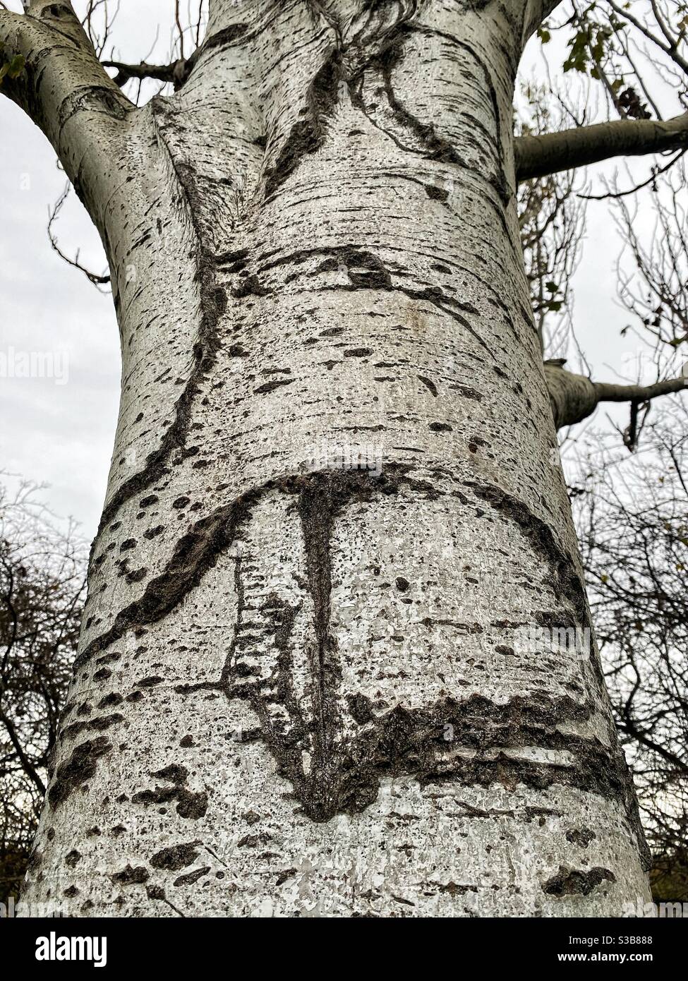 Fronte dell'albero - Immagine stock catturata con smartphone