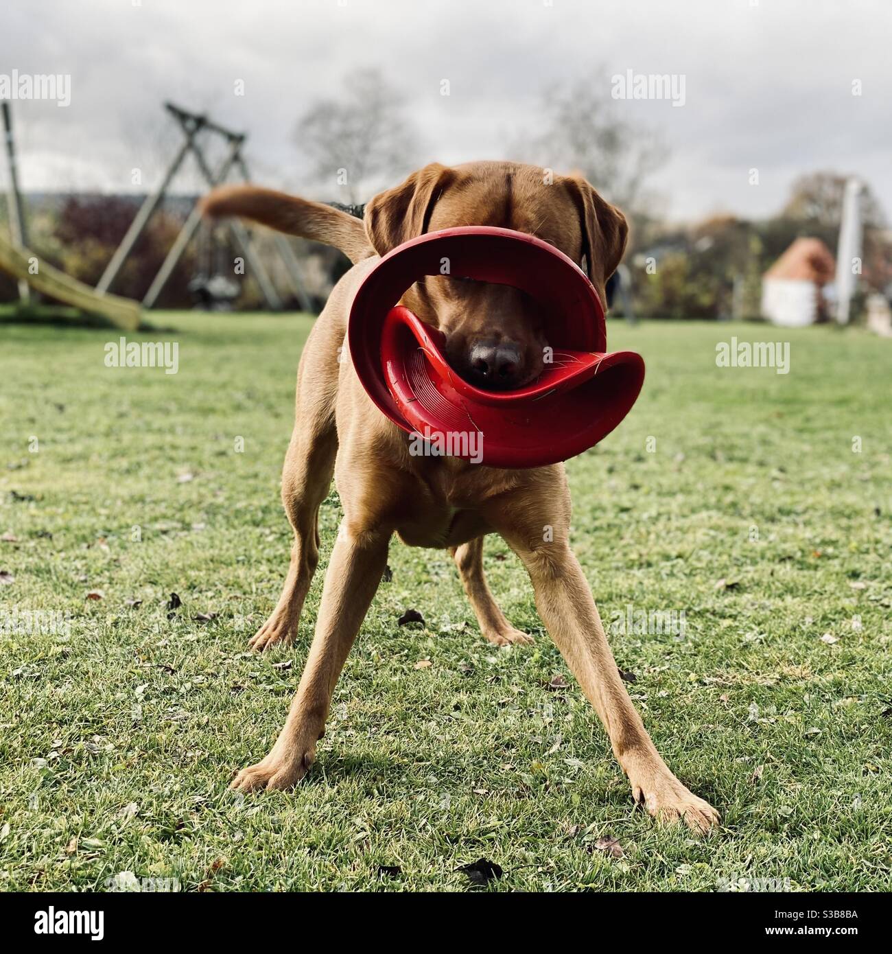 Labrador retriever cane con due frisbee pronti a giocare, mostrando ciò che un retriever fa meglio. Foto Stock