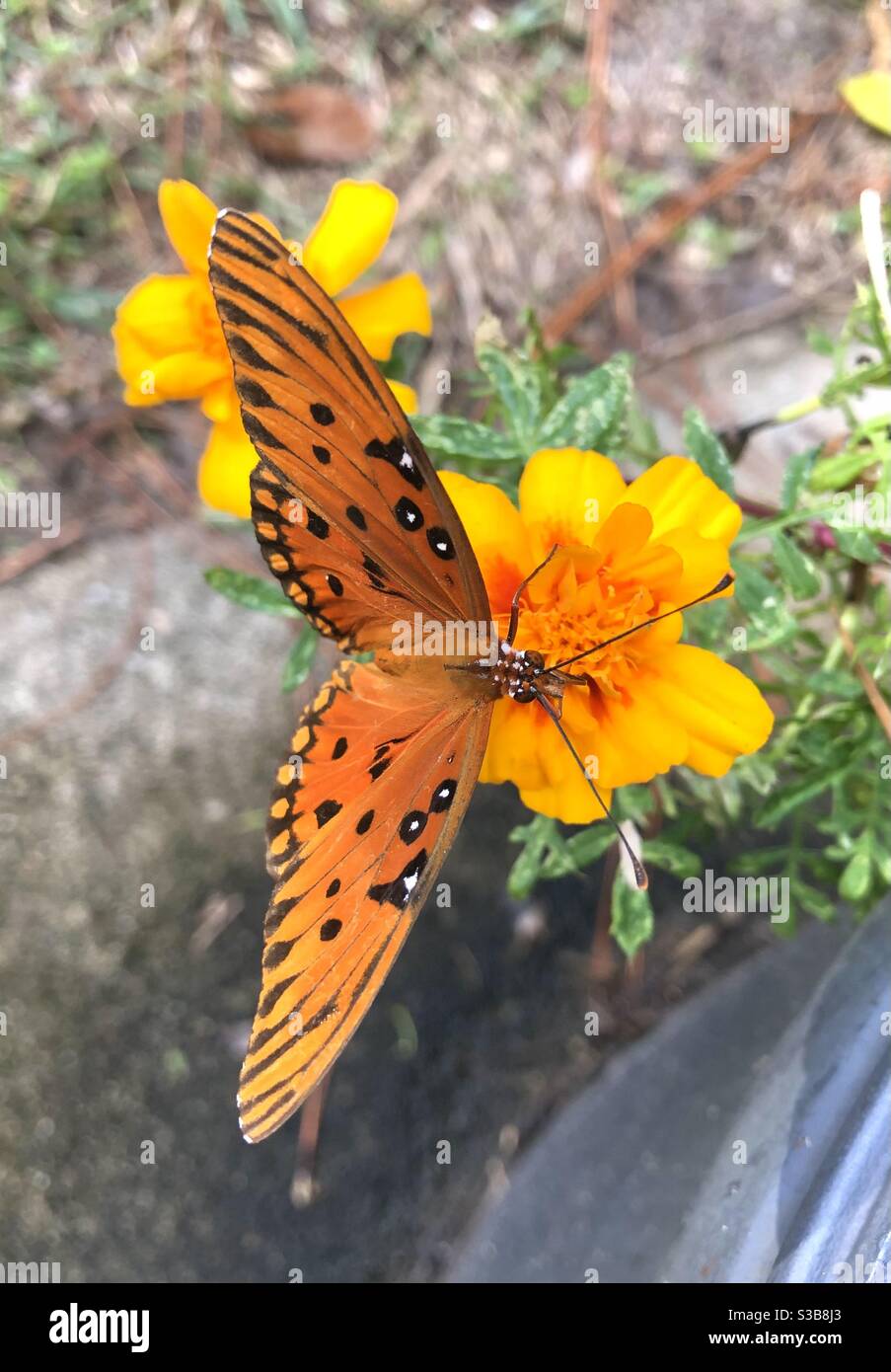 Farfalla di Fritillary del Golfo con ampie ali aperte su fiore di marigold Nella Georgia costiera - Immagine stock catturata con smartphone
