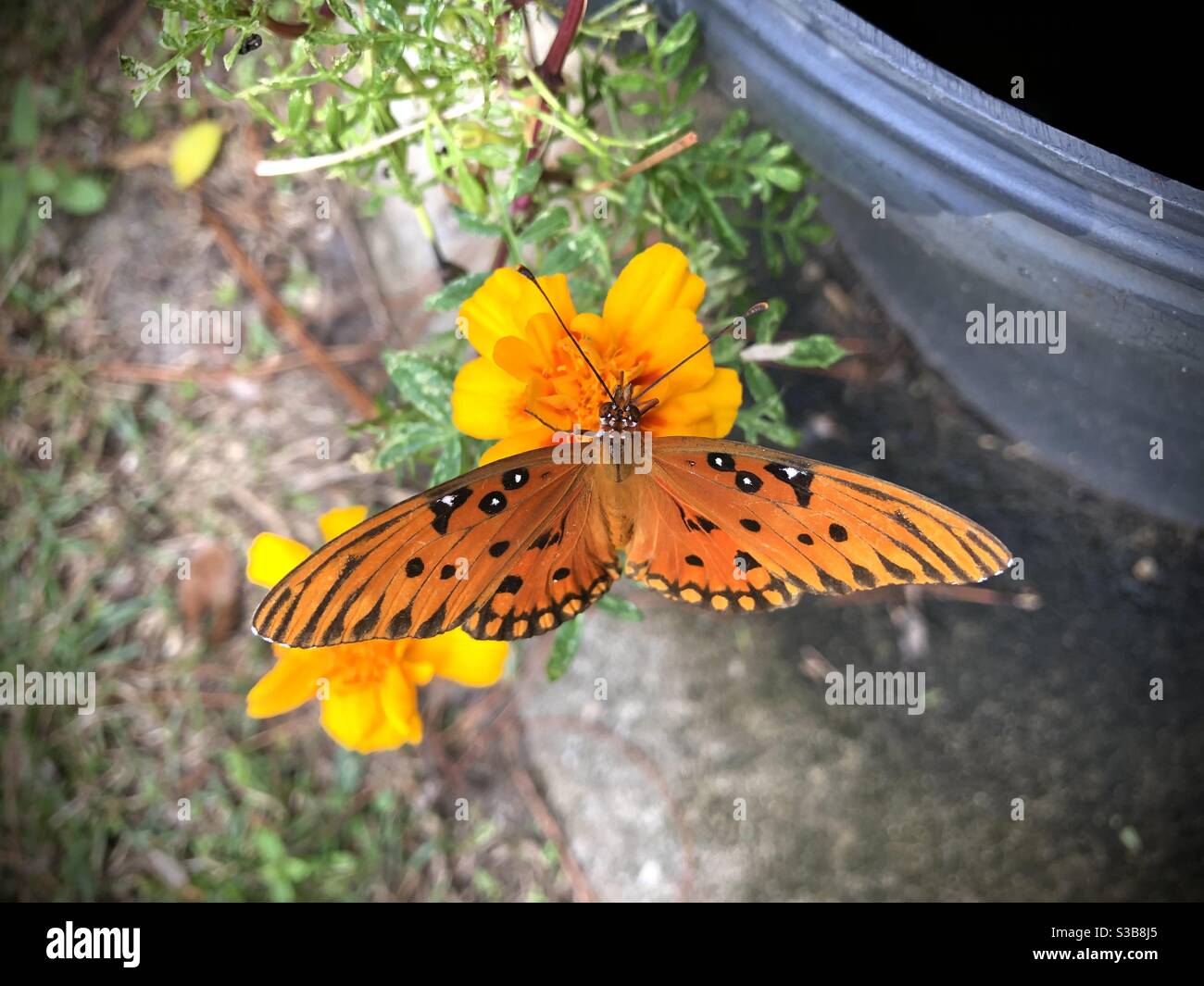 Foto orizzontale della farfalla del Fritillario del Golfo con ampie ali aperte su fiore di marigold - Immagine stock catturata con smartphone