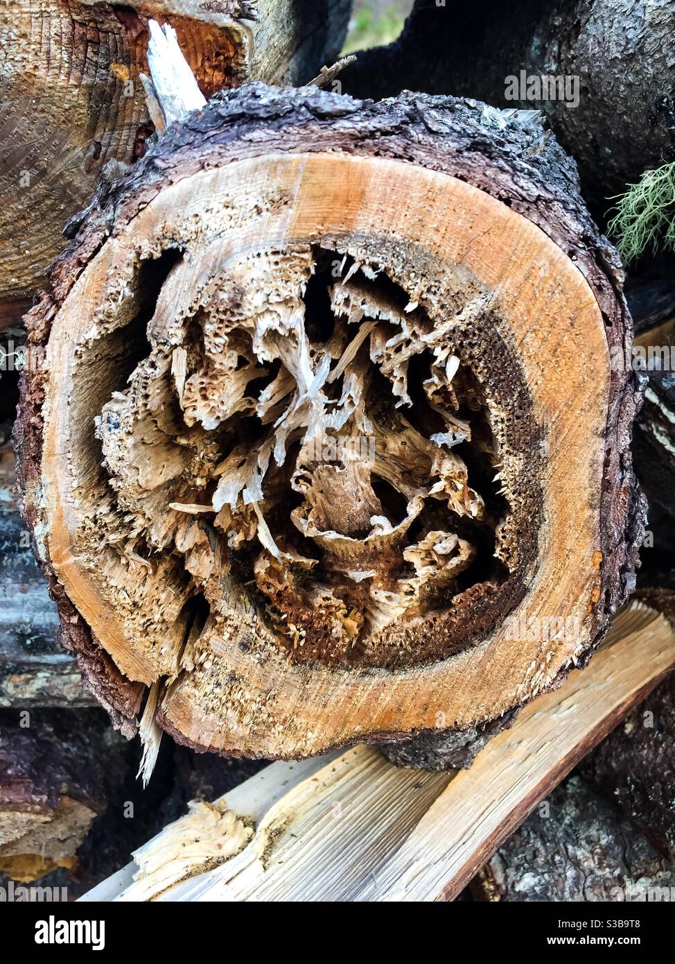 Termite danni - Immagine stock catturata con smartphone